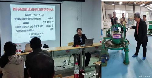 西盟縣農科服務團佤鄉傳授茶科技，信息技術咨詢服務助力鄉村全面振興